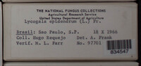 Lycogala epidendrum image